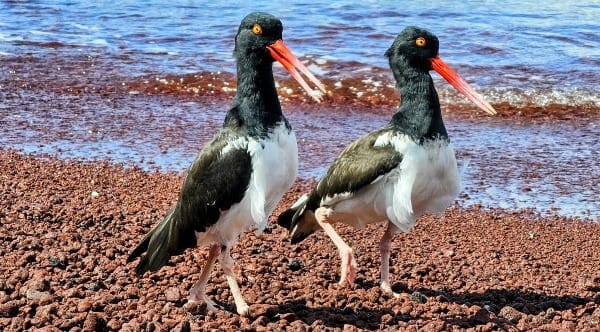 Two black and white birds walking on a lava beach in the Galapagos Islands.